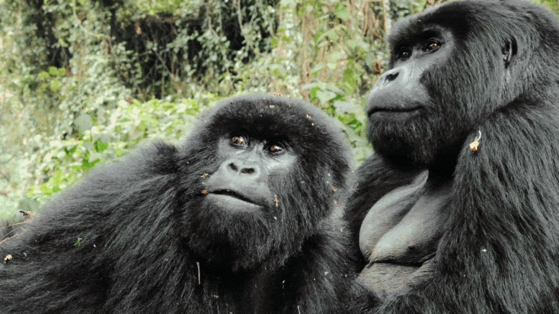 Gorilla Trekking Extension image 9